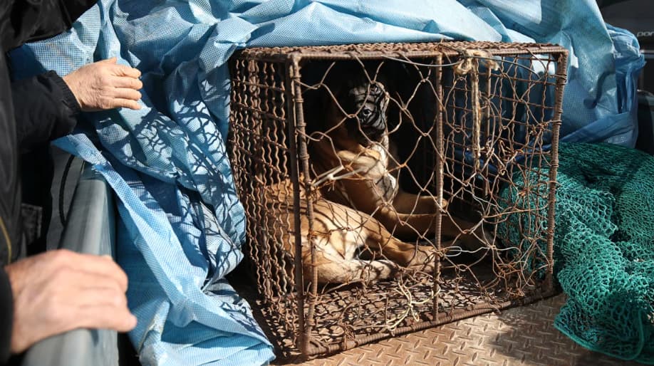 Coreia do Sul aprova projeto de lei que proíbe venda de carne de cachorro
