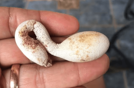 Galinha põe ovo com formato diferente e chama a atenção de agricultora no interior do RN