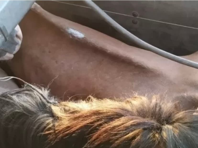 Homem é preso com 27 cavalos que seriam abatidos para fabricar mortadela