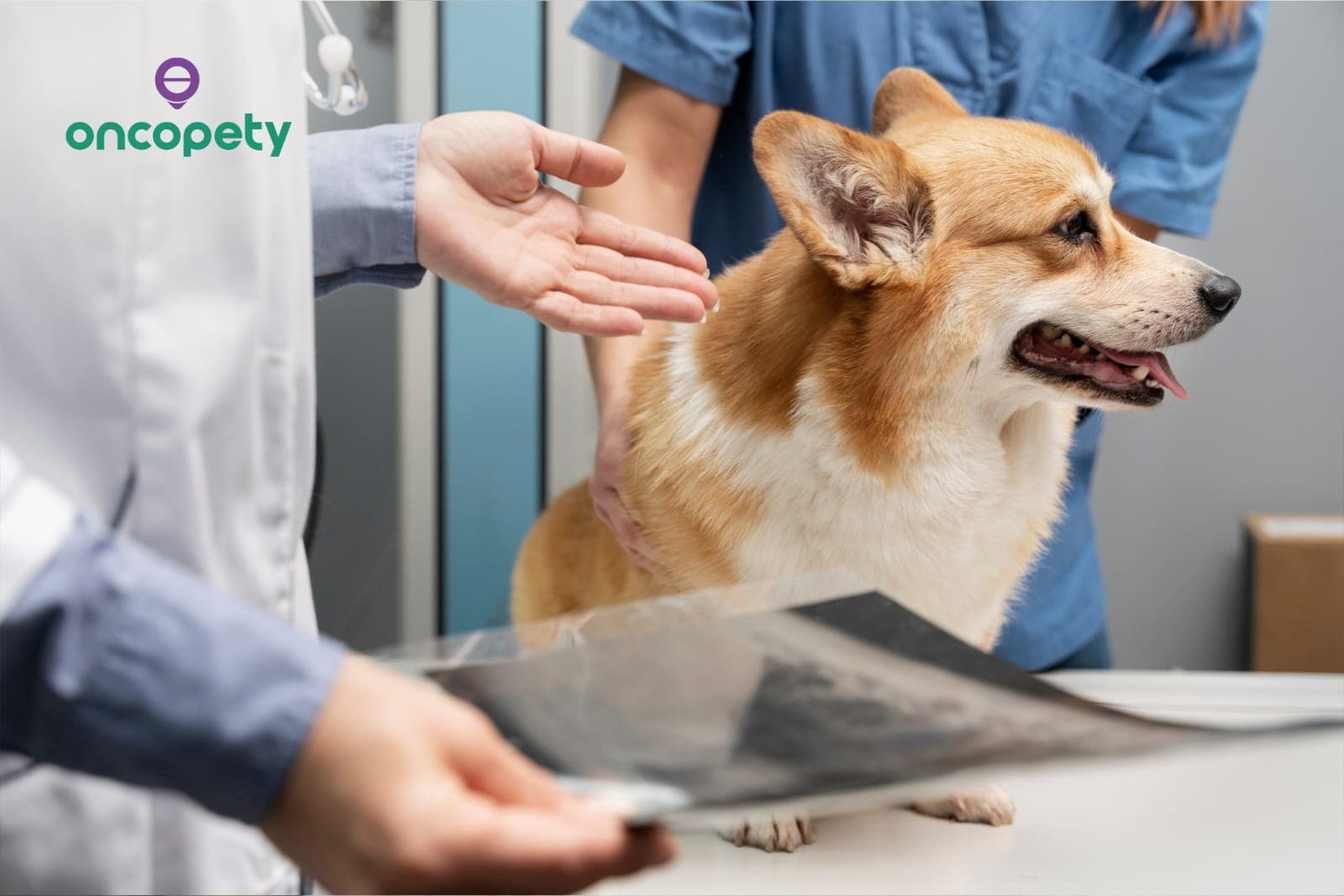 Oncopety: conheça maneiras de administrar a quimioterapia em animais
