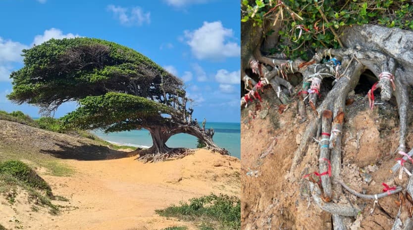 VÍDEO E FOTOS: Ponto turístico do RN, Árvore do Amor tem raízes cortadas em Maxaranguape; Prefeitura classificou ato como crime ambiental