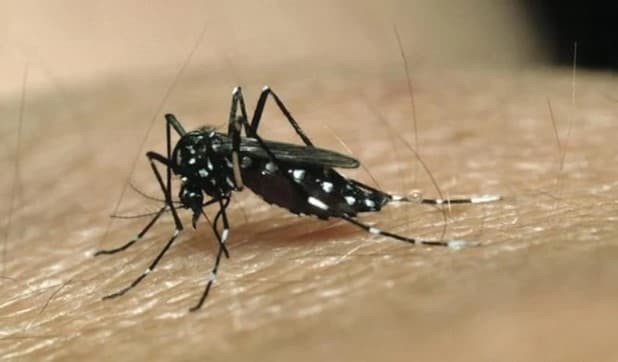 Brasil chega a 62 mortes e 408 mil casos prováveis de dengue em 2024