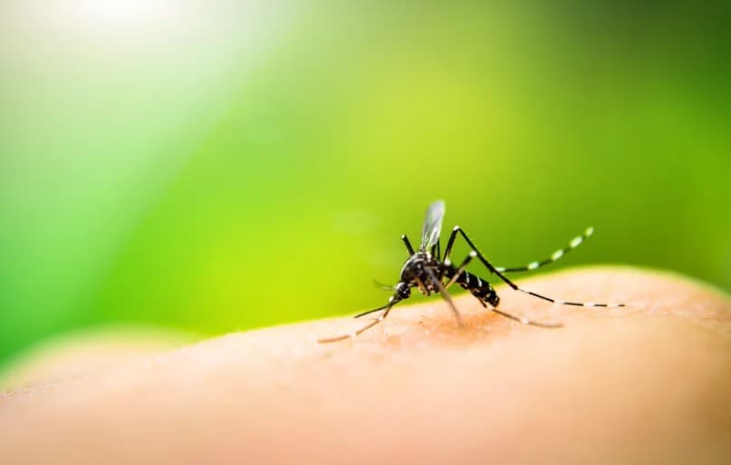 RN tem 795 casos notificados de dengue em 2024
