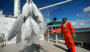 Suspensão da pesca do atum reduz em até 30% as receitas do setor no RN