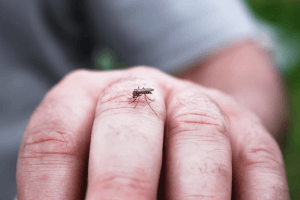 Ministério da Saúde espera pico da dengue em meses diferentes nos estados; ações emergenciais devem ir até abril