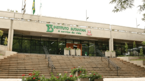Vacina do Butantan contra a dengue tem 79,5% de eficácia
