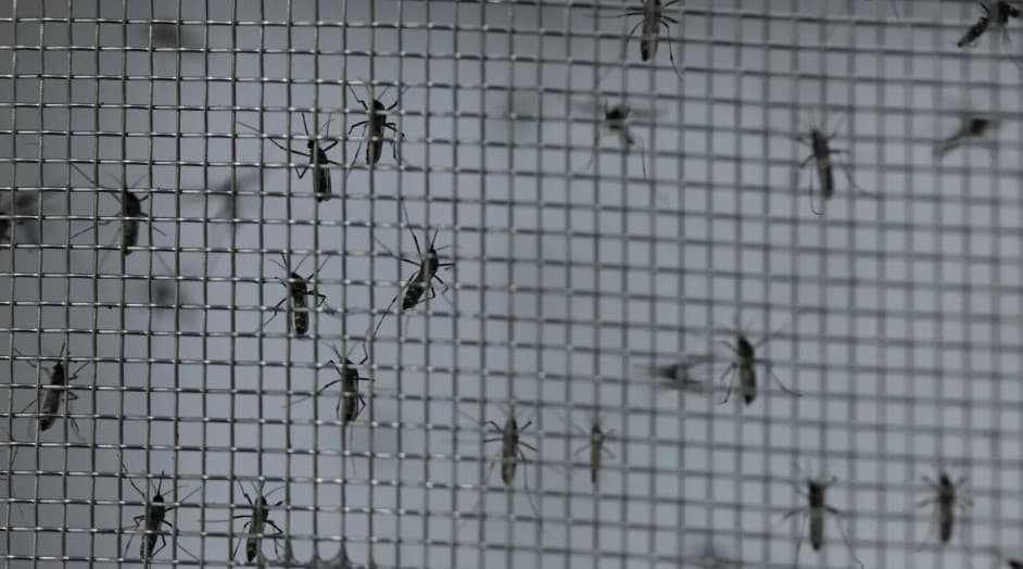 Brasil registra mais de 800 mortes por dengue em 2024