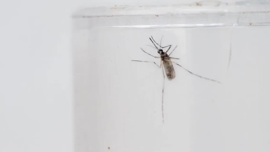Brasil tem 1,5 milhão de casos de dengue e fica perto de superar números de 2023