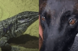 Fúria foi abatido pelo um Tejo