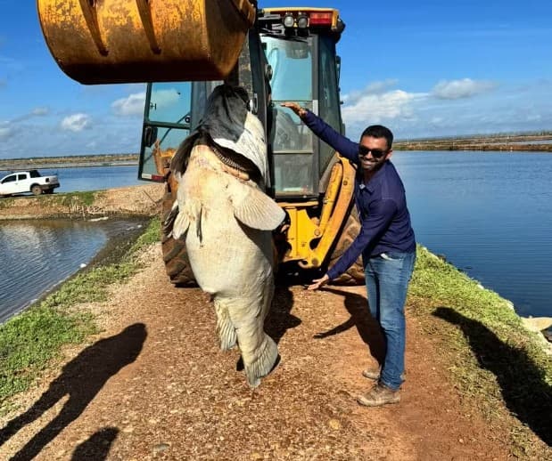 VÍDEO E FOTOS: Peixe de quase 200 quilos é encontrado em fazenda de produção de camarão em Pendências
