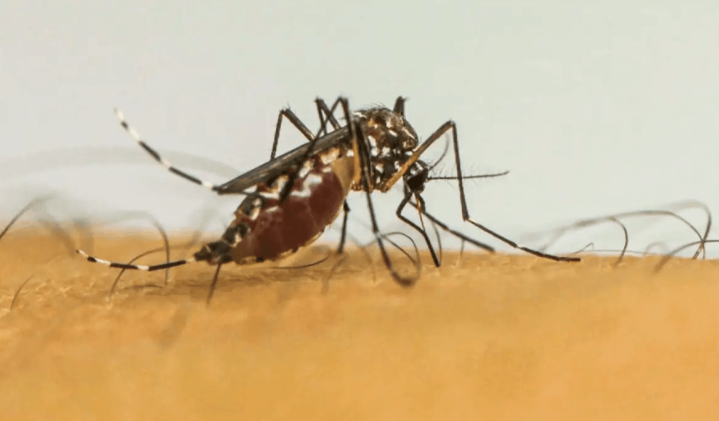 Brasil tem quase 4 milhões de casos prováveis de dengue