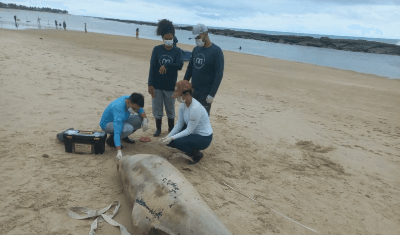 Golfinho é encontrado morto em praia na Grande Natal