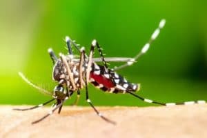 Casos prováveis de dengue no RN em 2024 ultrapassam os registrados em todo o ano de 2023
