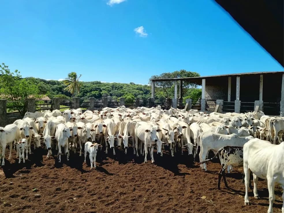 Ministério da Agricultura reconhece RN como estado livre da febre aftosa sem vacinação