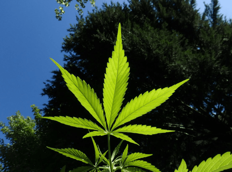 Projeto que institui o Dia de combate à maconha tramita na Assembleia