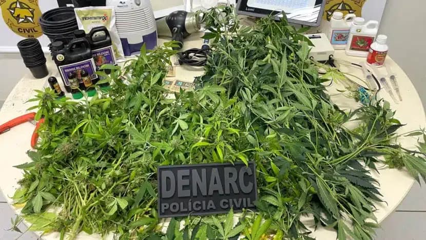[VÍDEO] Polícia descobre estufa clandestina e apreende plantações de maconha em casa na Zona Norte de Natal