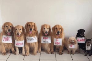 Câmara aprova PL que exige oferta de serviço para rastrear pets em voos após morte do cão Joca