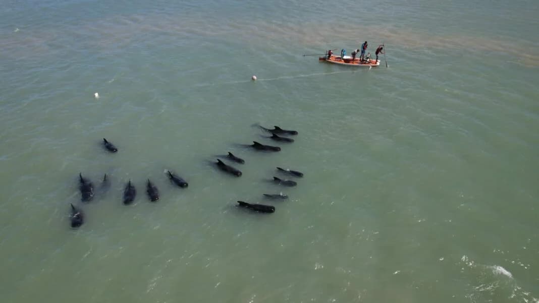 FOTOS: Operação tenta levar baleias encalhadas no litoral Norte do RN para alto mar