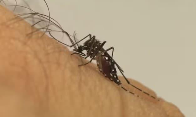 Brasil registra 6 milhões de casos de dengue e 4.000 mortes causadas pela doença em 2024