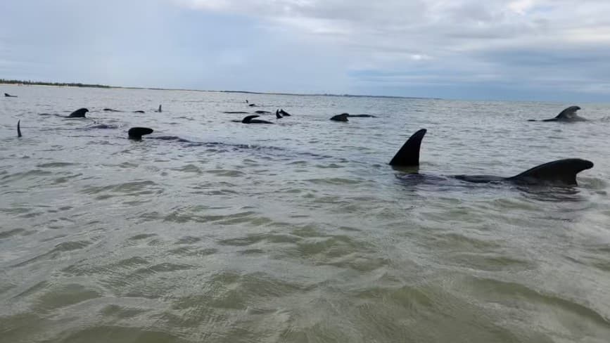 Quatro baleias-piloto morrem após encalhe no Litoral Norte do RN