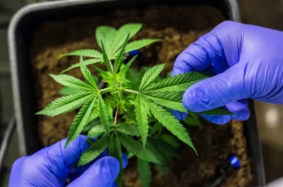 [VÍDEO] STF define limite de 40 gramas de maconha para diferenciar usuário de traficante