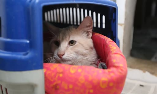 Prefeitura publica edital para instalar hospital veterinário em Natal
