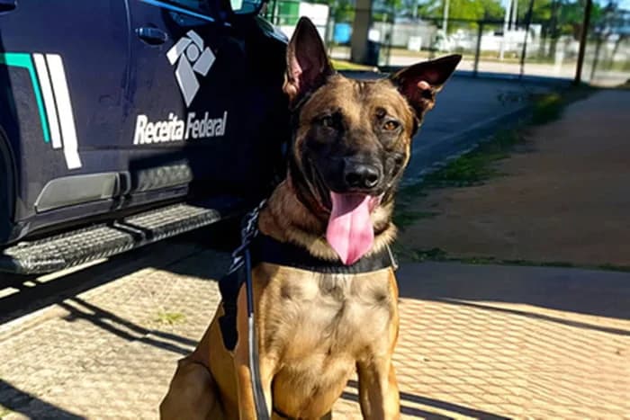 Conheça Zandor, primeiro cão farejador de dinheiro da Receita Federal