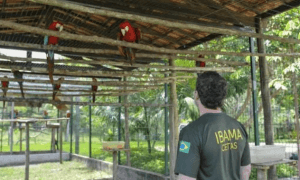 Servidores do Ibama/RN entram em greve a partir da próxima quarta-feira