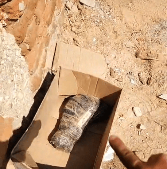 Gato morto é confundido com perna humana e mobiliza polícia em Mossoró