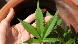 STJ julga recurso e aplica descriminalização do porte de maconha