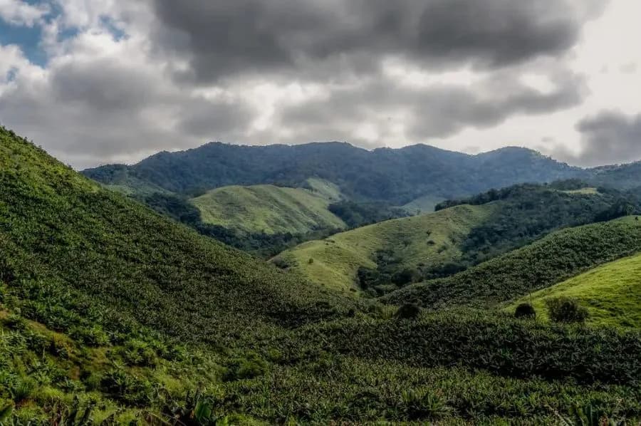Operação contra o desmatamento da Mata Atlântica começa em 17 estados