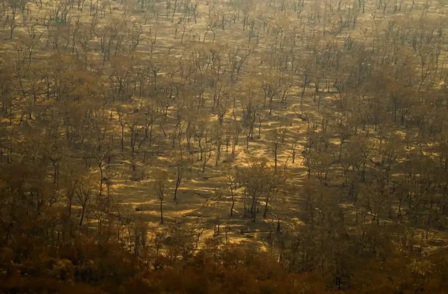 Incêndios e seca na Amazônia e no Pantanal batem marcas históricas