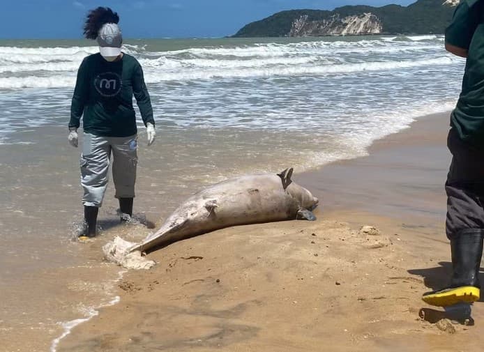 Golfinho é encontrado morto na Praia de Ponta Negra