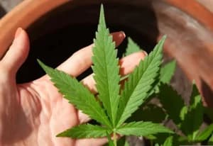 CNJ organiza mutirão para revisar prisões por porte de maconha após decisão do STF