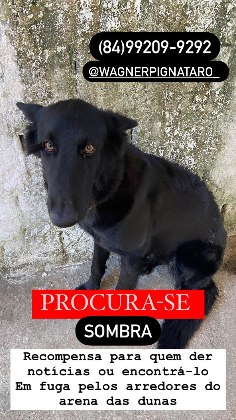 Cachorro foge em Natal e família oferece recompensa para quem encontrá-lo