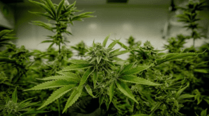 PoderData: 60% apoiam liberação da maconha medicinal