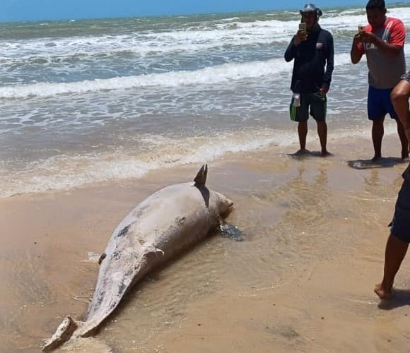 Análise indica que golfinho encontrado na Praia de Ponta Negra morreu por interação com ação humana