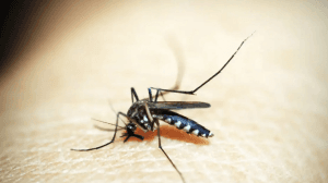 Amazonas confirma caso de dengue tipo 3 após 15 anos