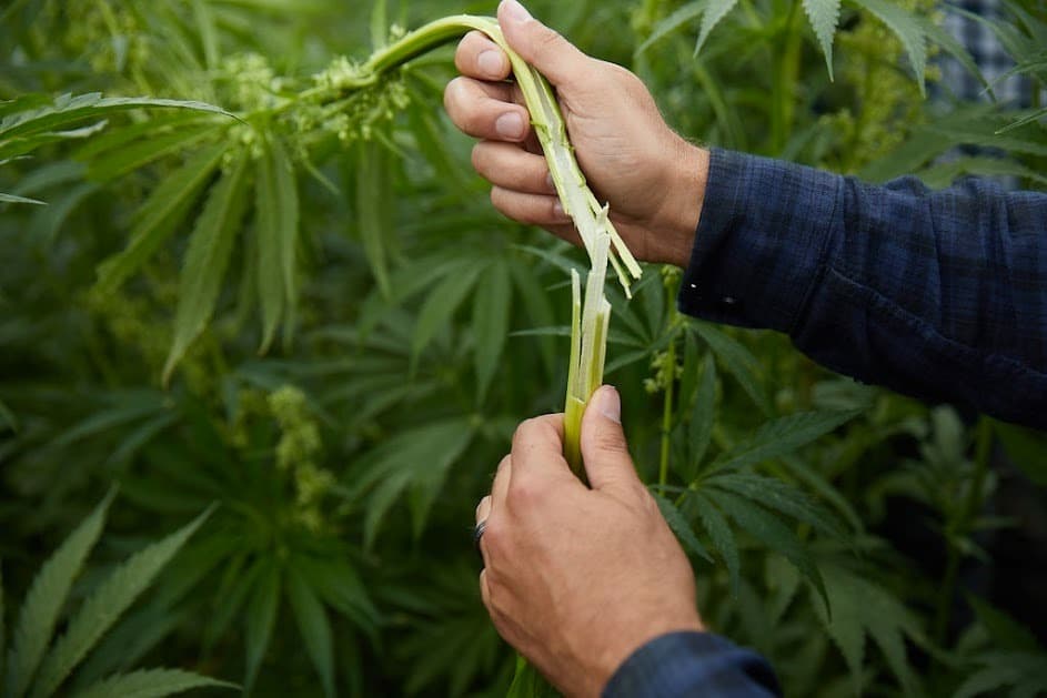 Startup Potiguar Lança 1º Maquinário Nacional para Cannabis e Cânhamo na ExpoCannabis Brasil, com Foco no Agronegócio e Geração de Empregos