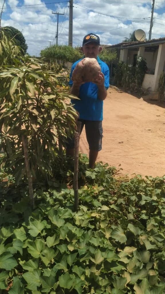 [IMAGENS] “Achei tão bonita que não cozinhei”, diz agricultor que colheu batata de 6,7 kg no RN