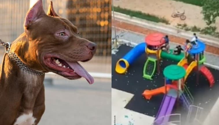 Ao menos 13 ataques de pitbulls foram registrados em 2024; seis pessoas morreram