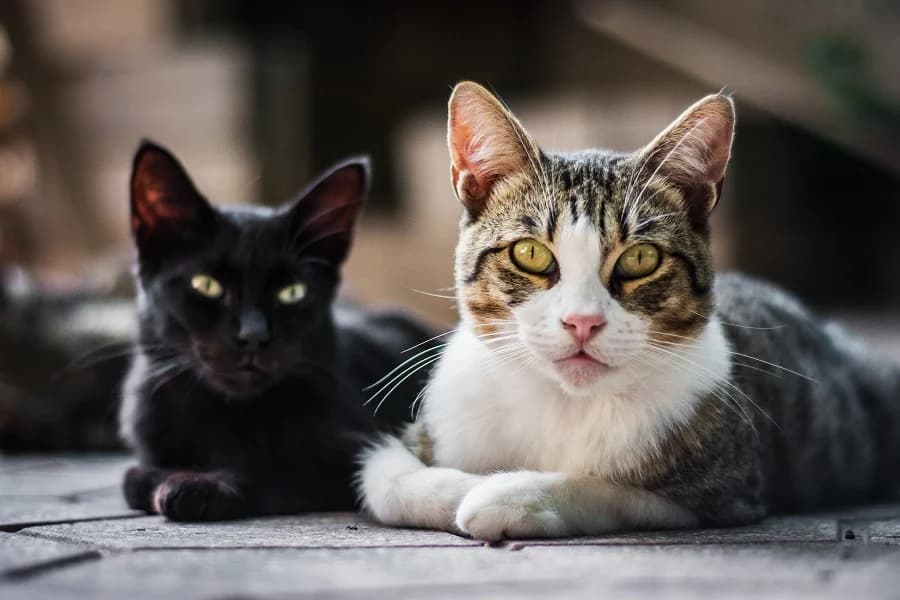RN sanciona lei que proíbe eliminação de cães e gatos