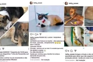 Mulher que divulgava resgates fakes de animais para pedir Pix é presa