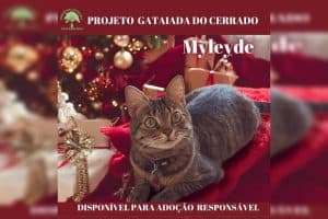 Projeto no Distrito Federal faz campanha para presentear gatinhos resgatados no Natal