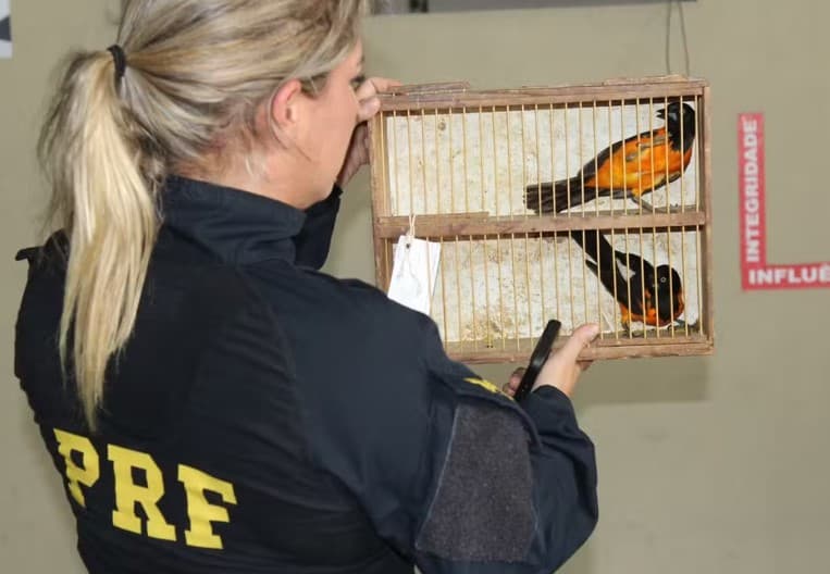 Noventa e cinco aves silvestres são resgatadas em feira livre do bairro Cidade da Esperança