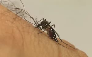 Turista de SP morre em Natal com suspeita de dengue; Sesap investiga se paciente se infectou no RN