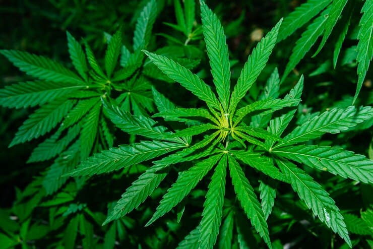 STJ decide que homem preso com 37g de maconha não praticou crime de tráfico e classifica como porte para consumo próprio