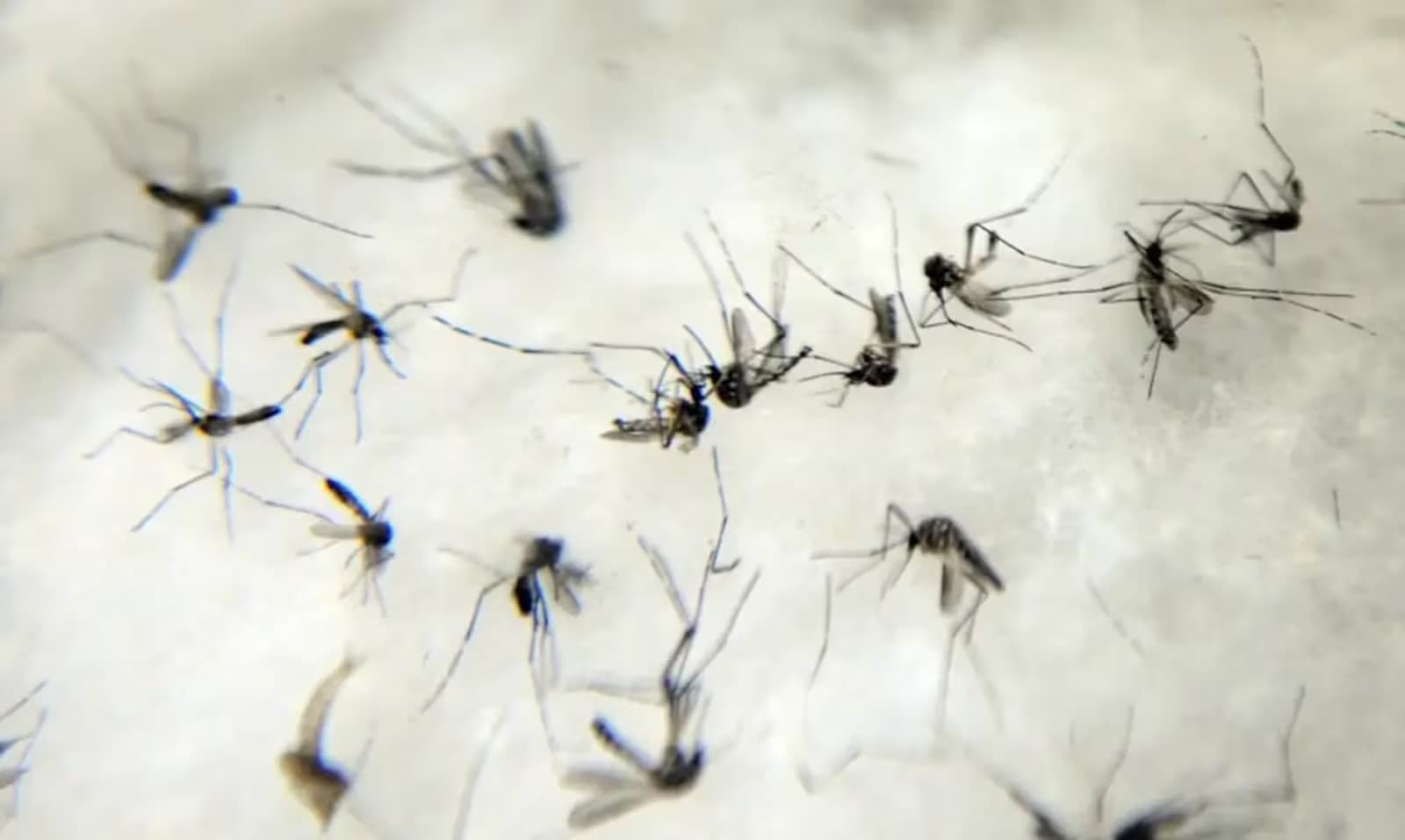 Brasil ultrapassa 100 mortes confirmadas por dengue em 2025