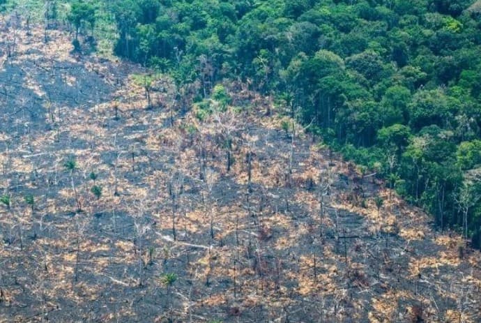 Taxa de desmatamento na Amazônia aumenta quase 70% em janeiro de 2025