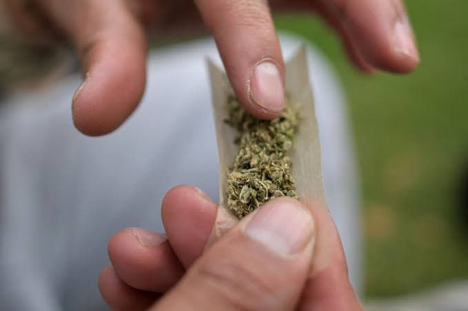 Uso de maconha aumenta em até 4 vezes risco de demência, diz estudo
